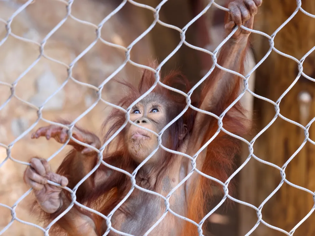 An 8-month-old orangutan named Bintang climbs his cage at the Los Angeles Zoo.