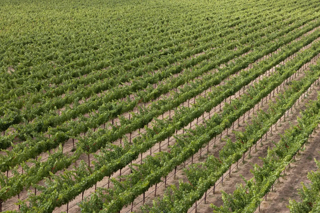 Rows of grapevines at Beckstoffer Vineyards in Napa Valley.