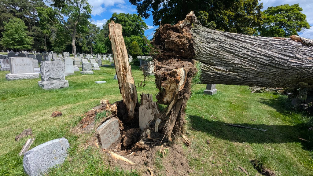 A fallen Norway maple tree in a cemetery, revealing a headstone belonging to Edna Amelia Goodman Allen.