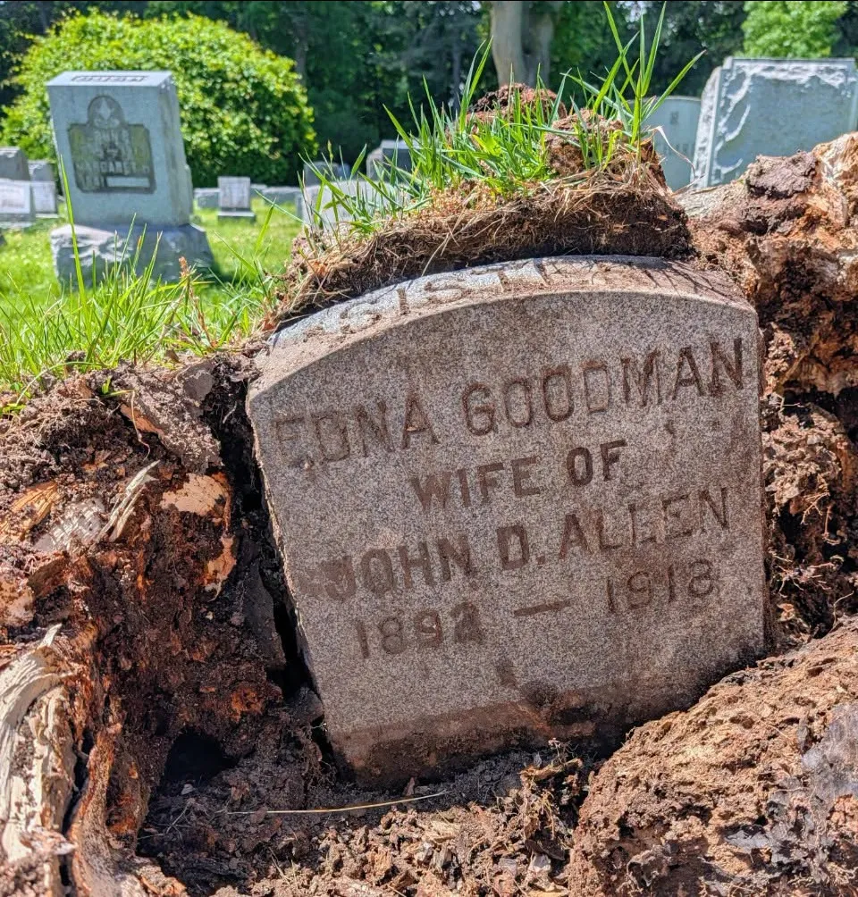 Headstone of Edna Goodman, born 1892 and died 1918, uncovered by a fallen tree in a cemetery.