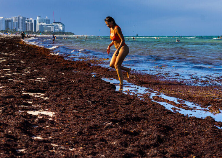 World Cup Visitors in Miami Encounter Beaches Thick With Smelly Seaweed