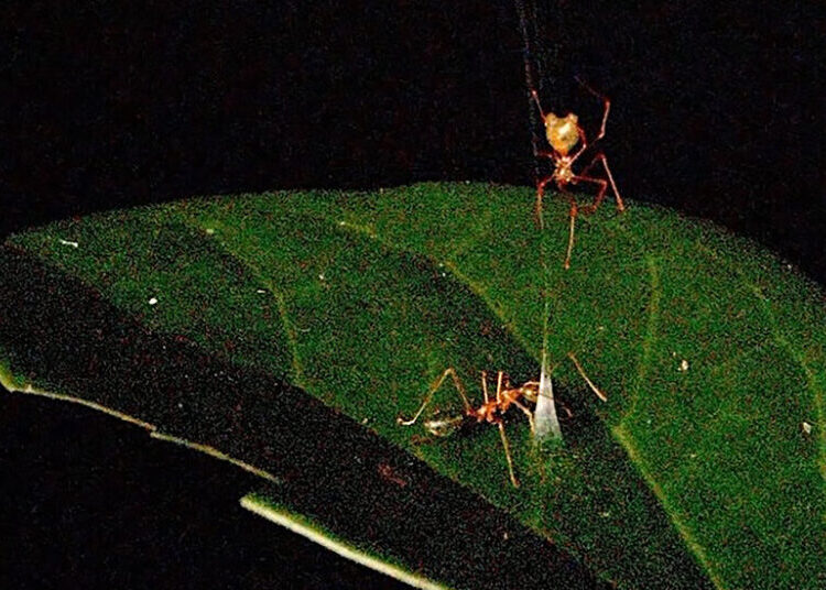 This Trap Wants Ants to Take a Bite