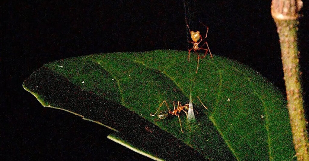 This Trap Wants Ants to Take a Bite
