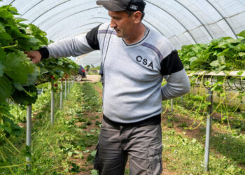Those British Strawberries Are Being Picked by Central Asian Workers