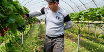 Those British Strawberries Are Being Picked by Central Asian Workers