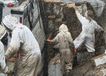 Millions of Bees Spilled Onto a Road in Texas. These Beekeepers Got to Work.