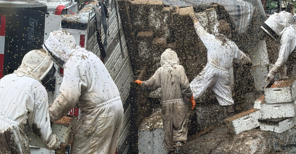 Millions of Bees Spilled Onto a Road in Texas. These Beekeepers Got to Work.
