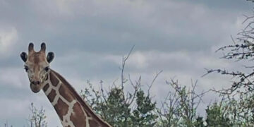 Gracie the Giraffe Goes Missing in Texas
