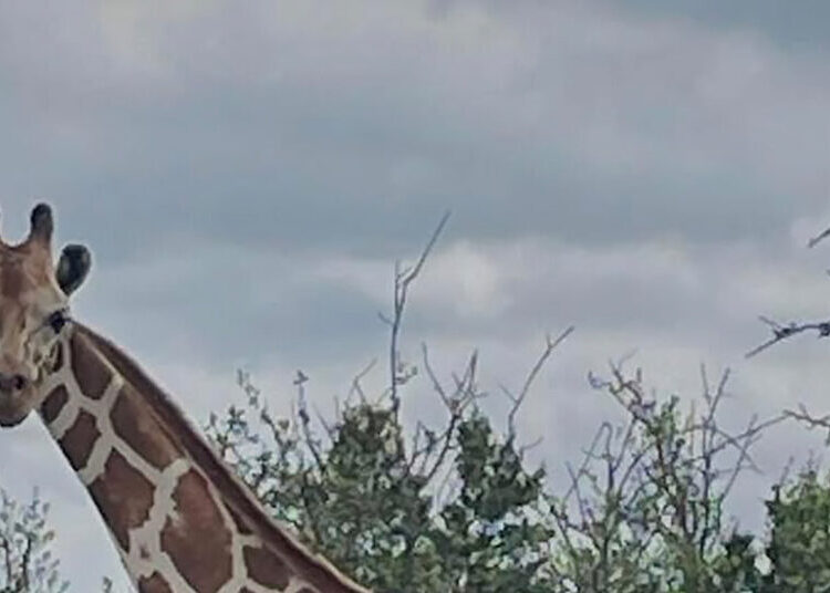 Gracie the Giraffe Goes Missing in Texas