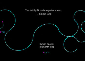 Fruit Fly Sperm Are Giant. How Do They Stay Untangled?