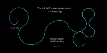 Fruit Fly Sperm Are Giant. How Do They Stay Untangled?