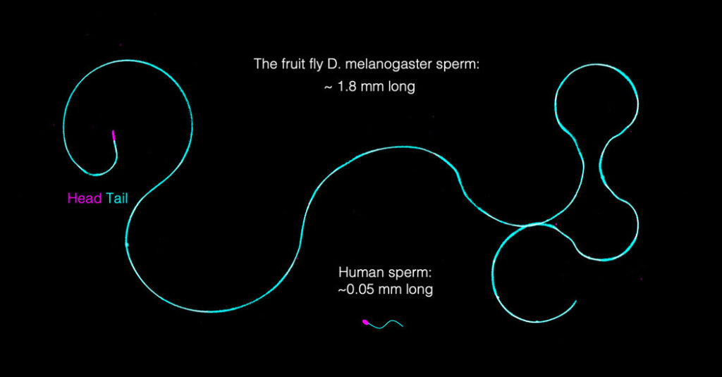 Fruit Fly Sperm Are Giant. How Do They Stay Untangled?