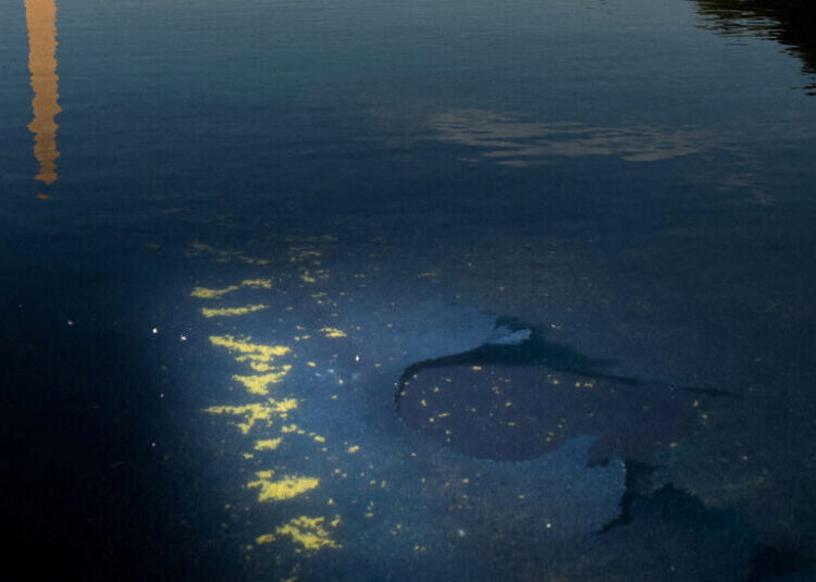 President Narcissus and the Fetid Reflecting Pool