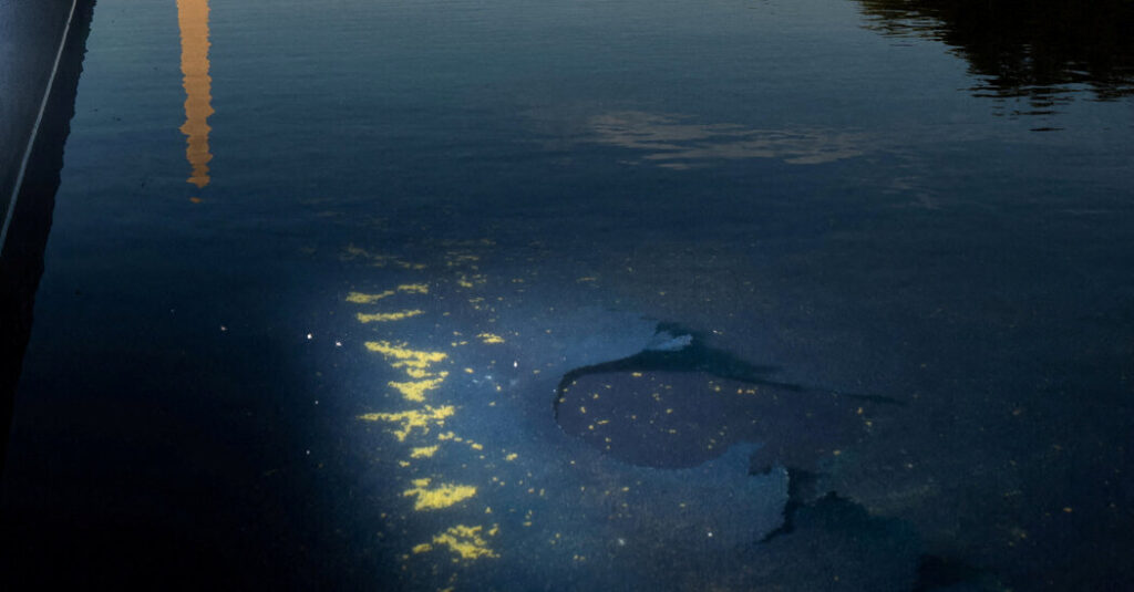 President Narcissus and the Fetid Reflecting Pool