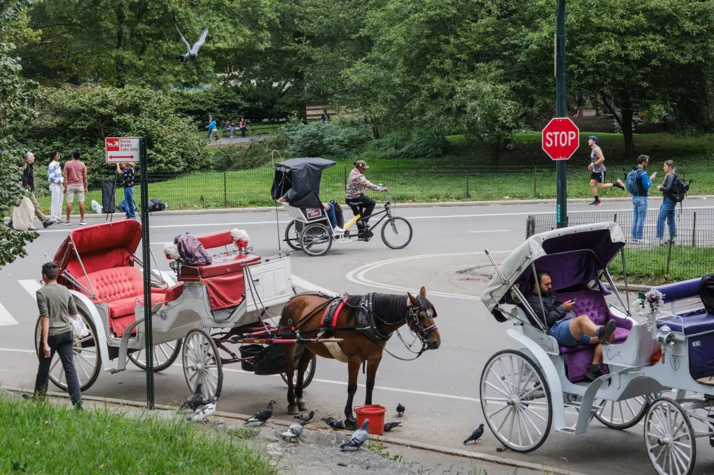 Two horse-drawn carriages and a bicycle taxi on a road in Central Park, New York City.