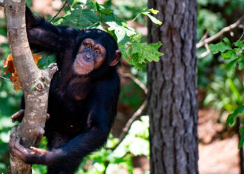 To Reveal the Rhythmic Roots of Laughter, Just Tickle an Ape