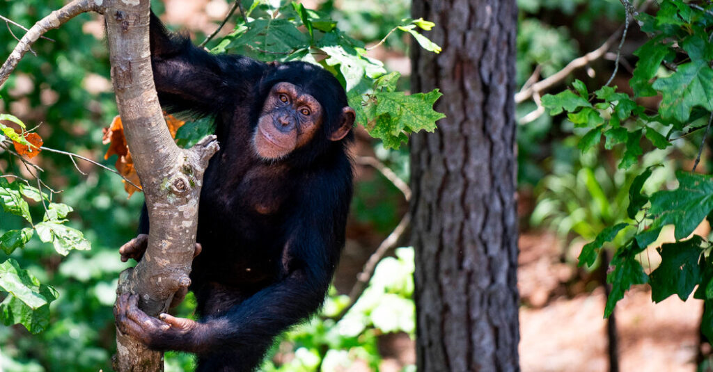 To Reveal the Rhythmic Roots of Laughter, Just Tickle an Ape
