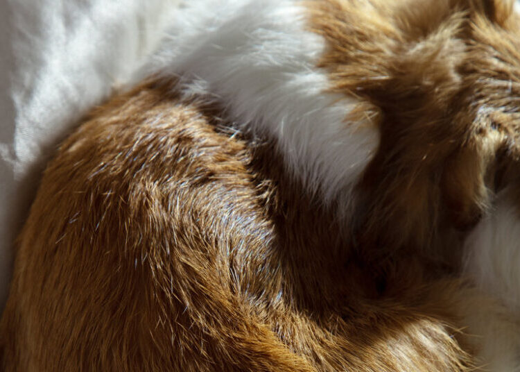 Is It Bad to Sleep With My Pet?