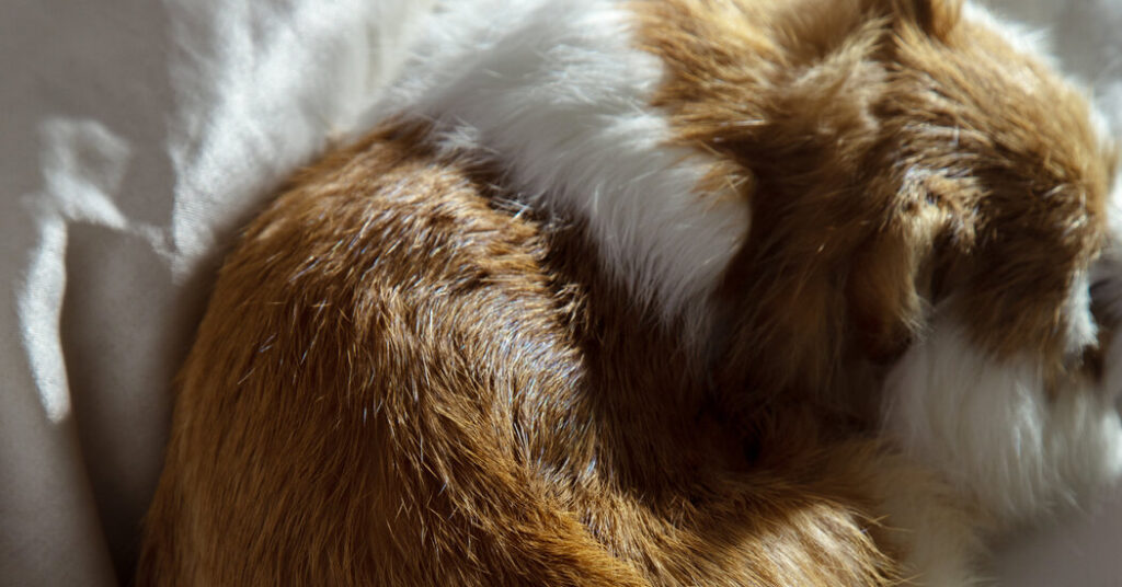 Is It Bad to Sleep With My Pet?