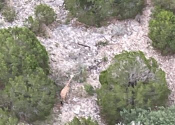 Gracie the Giraffe Is Found ‘Fat and Happy’ 2 Weeks After Escaping Ranch