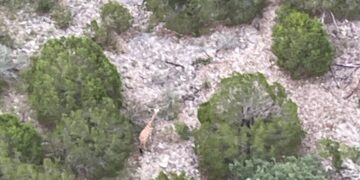 Gracie the Giraffe Is Found ‘Fat and Happy’ 2 Weeks After Escaping Ranch