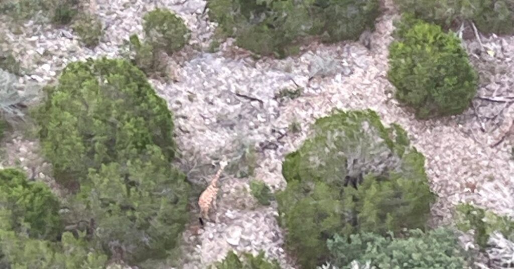 Gracie the Giraffe Is Found ‘Fat and Happy’ 2 Weeks After Escaping Ranch