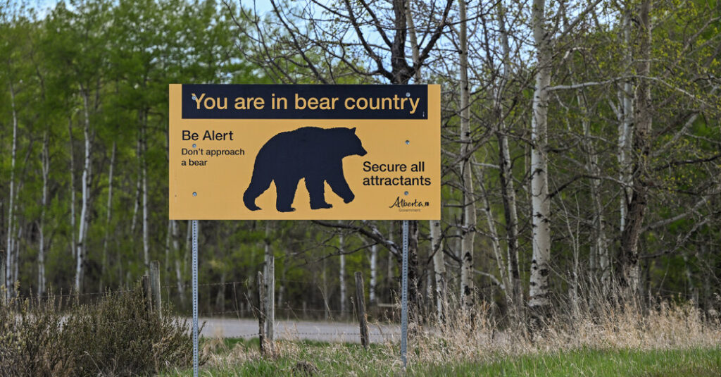 A Grizzly Encounter, Recorded in Its Entirety, Shows a Close Call