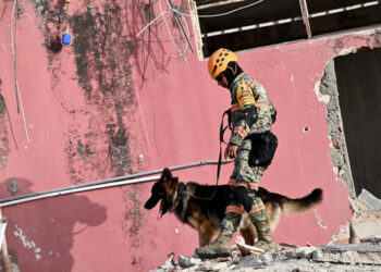Dozens of Dogs Join Search for Venezuela Quake Survivors