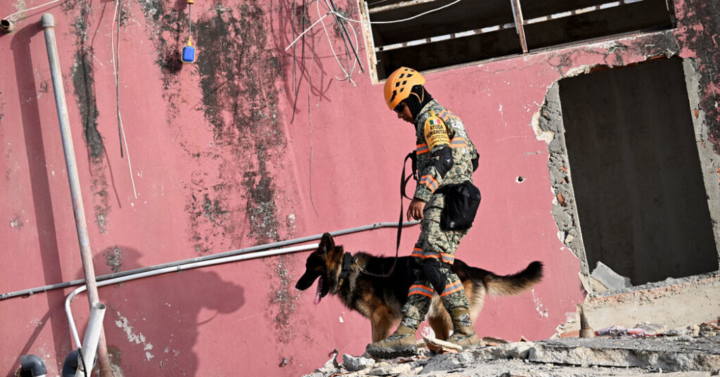 Dozens of Dogs Join Search for Venezuela Quake Survivors