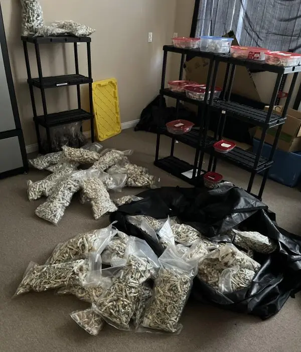 A room filled with numerous bags of psilocybin mushrooms on the floor and shelves.