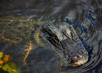 Woman Wading in Florida River Dies After Being Bitten by Alligator