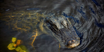 Woman Wading in Florida River Dies After Being Bitten by Alligator