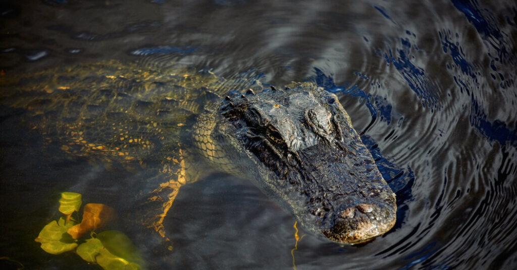 Woman Wading in Florida River Dies After Being Bitten by Alligator