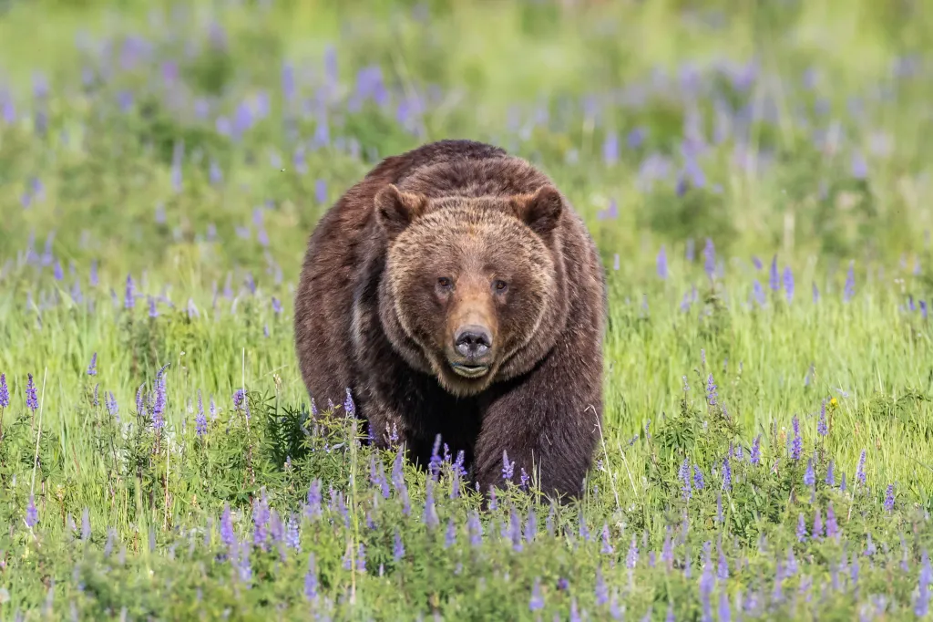 Grizzly 399 walks through a field of purple lupine flowers.