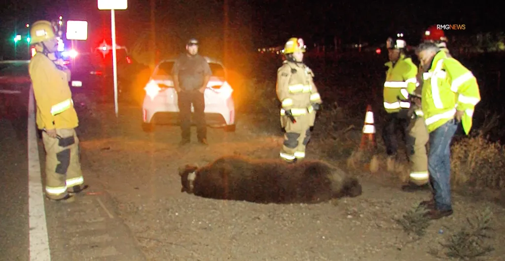 Emergency responders and a driver stand near a deceased bear on a highway at night.