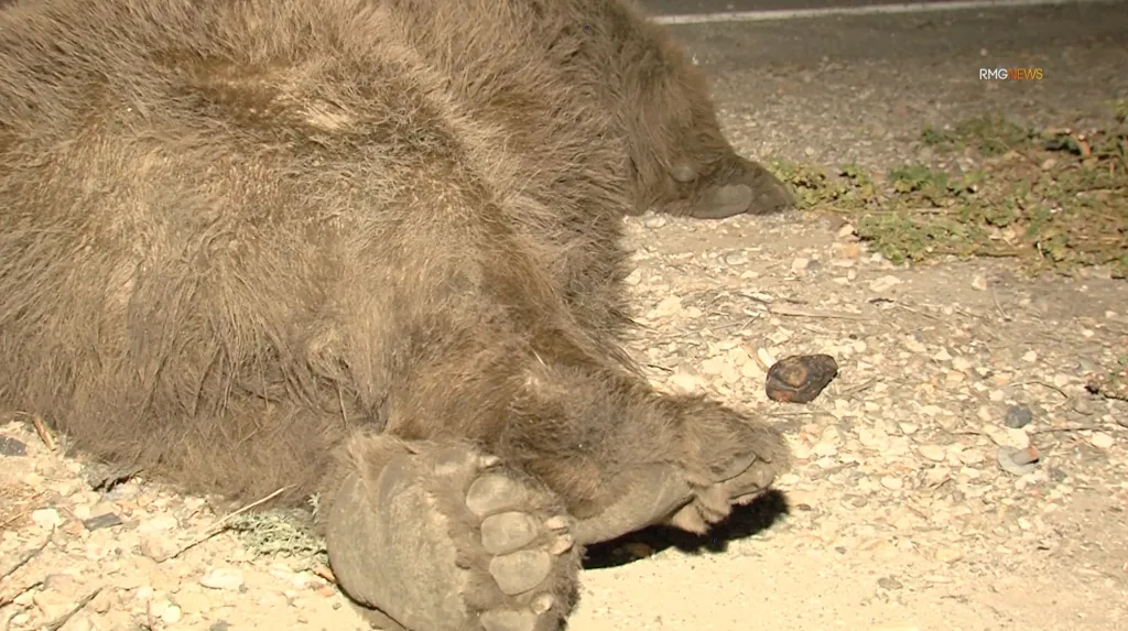 A bear lying dead on the side of a road.