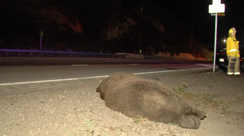 A large bear lies dead on the side of a highway after a collision, with a firefighter standing nearby.