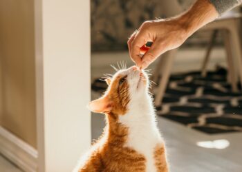 Ask a Vet: Can I catch a virus from my cat?