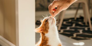 Ask a Vet: Can I catch a virus from my cat?