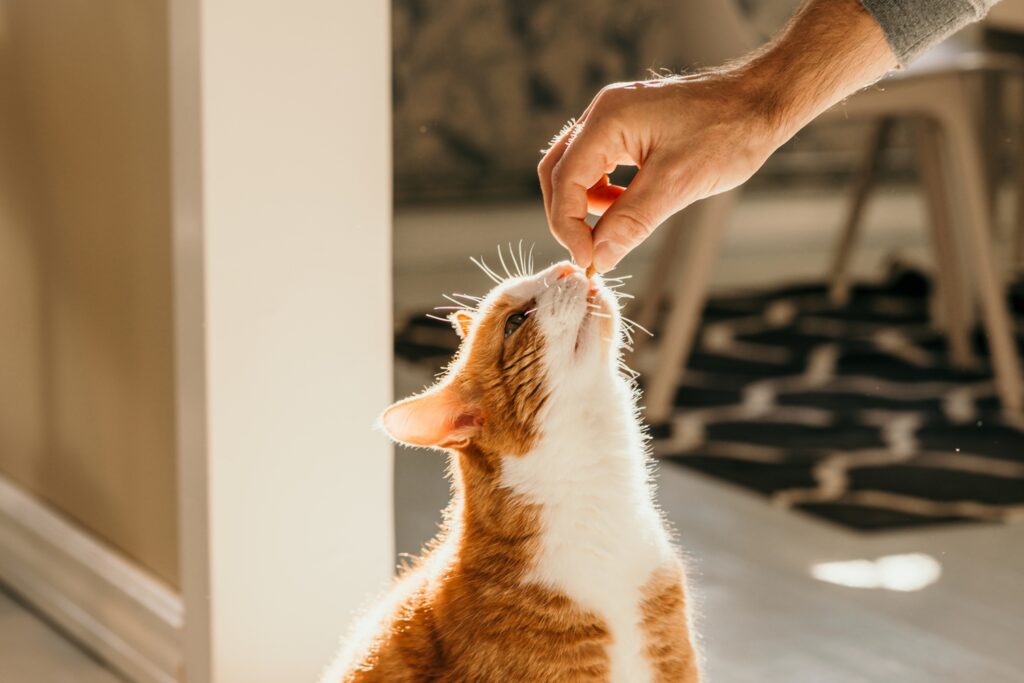 Ask a Vet: Can I catch a virus from my cat?