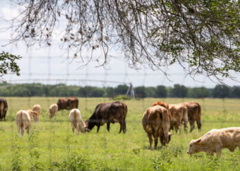 Texas Races to Contain First U.S. Screwworm Case Since the 1960s
