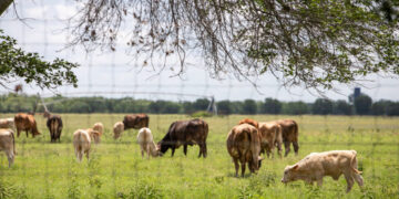 Texas Races to Contain First U.S. Screwworm Case Since the 1960s