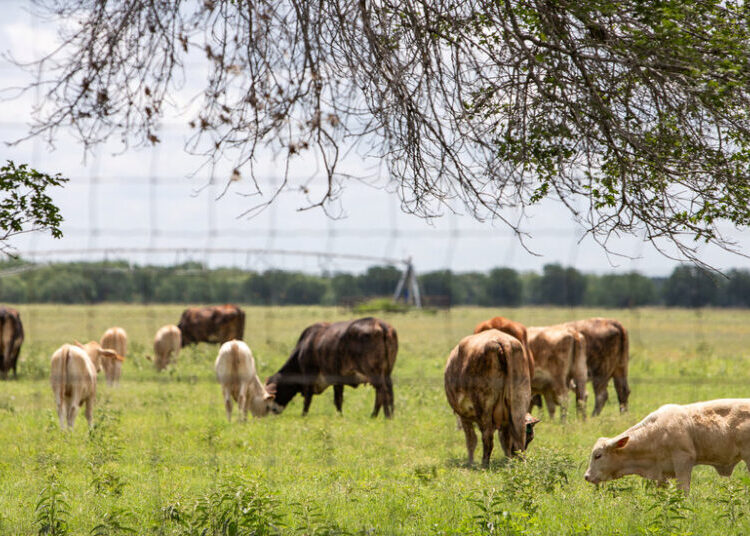 Texas Races to Contain First U.S. Screwworm Case Since the 1960s