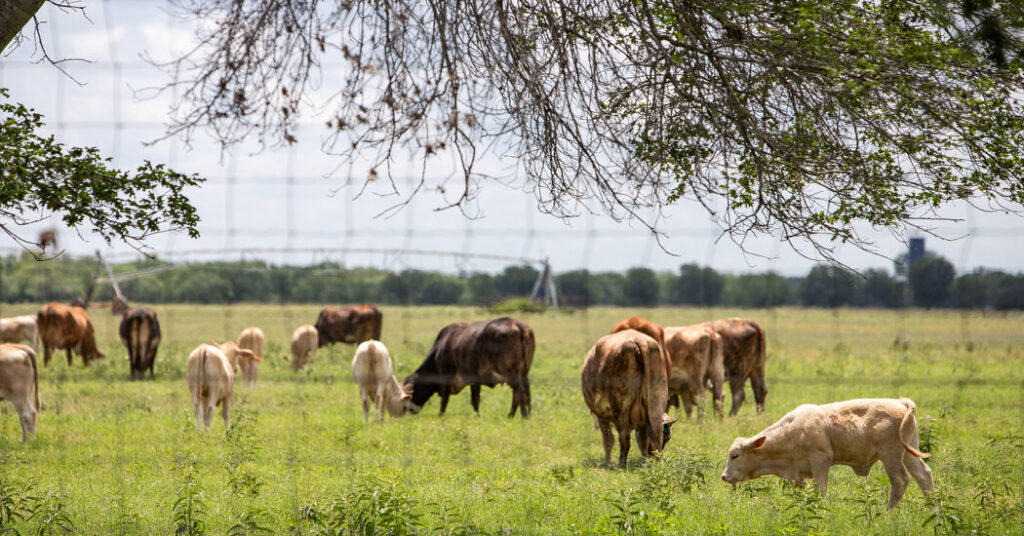 Texas Races to Contain First U.S. Screwworm Case Since the 1960s