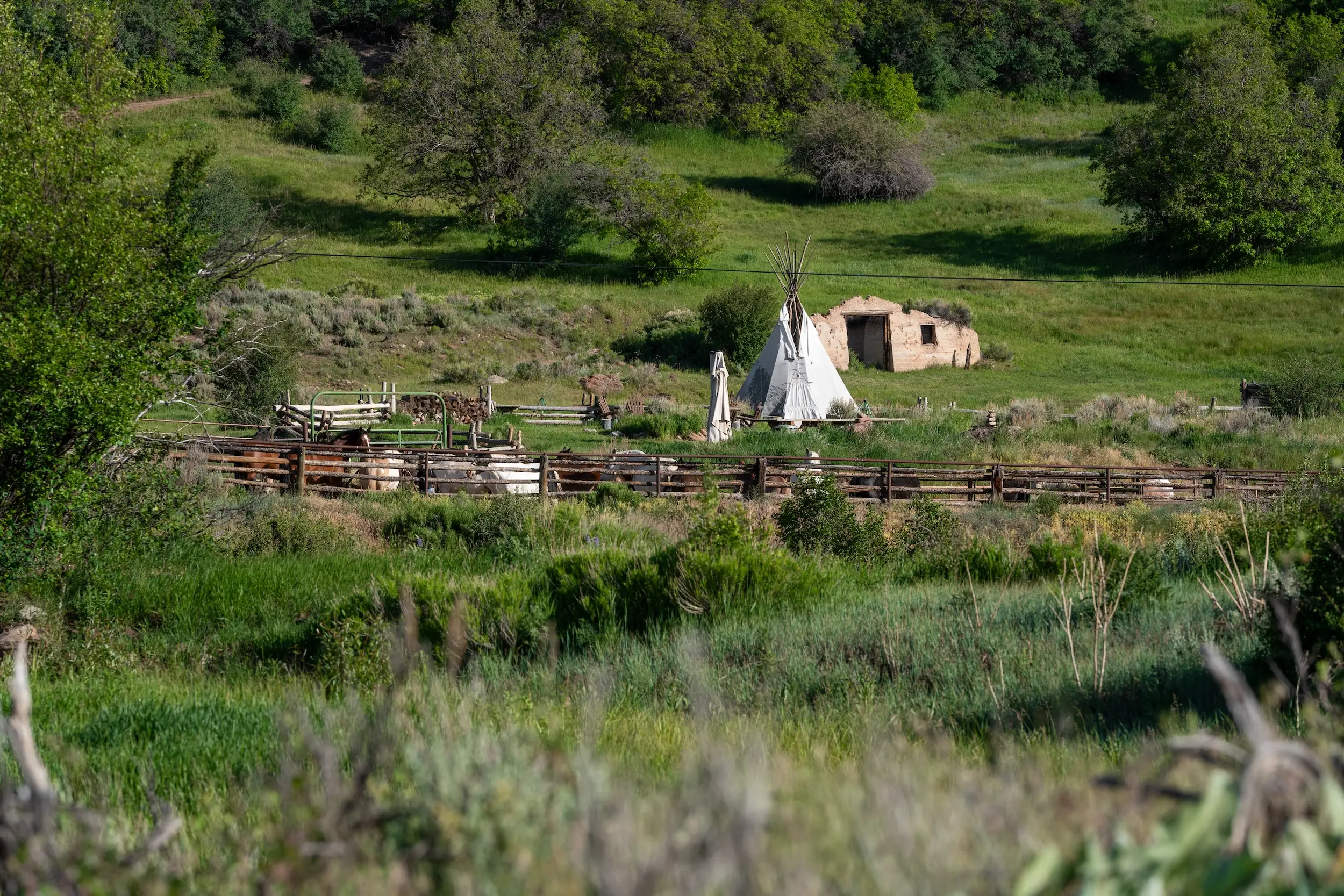 Horses behind a wooden fence in a grassy field.