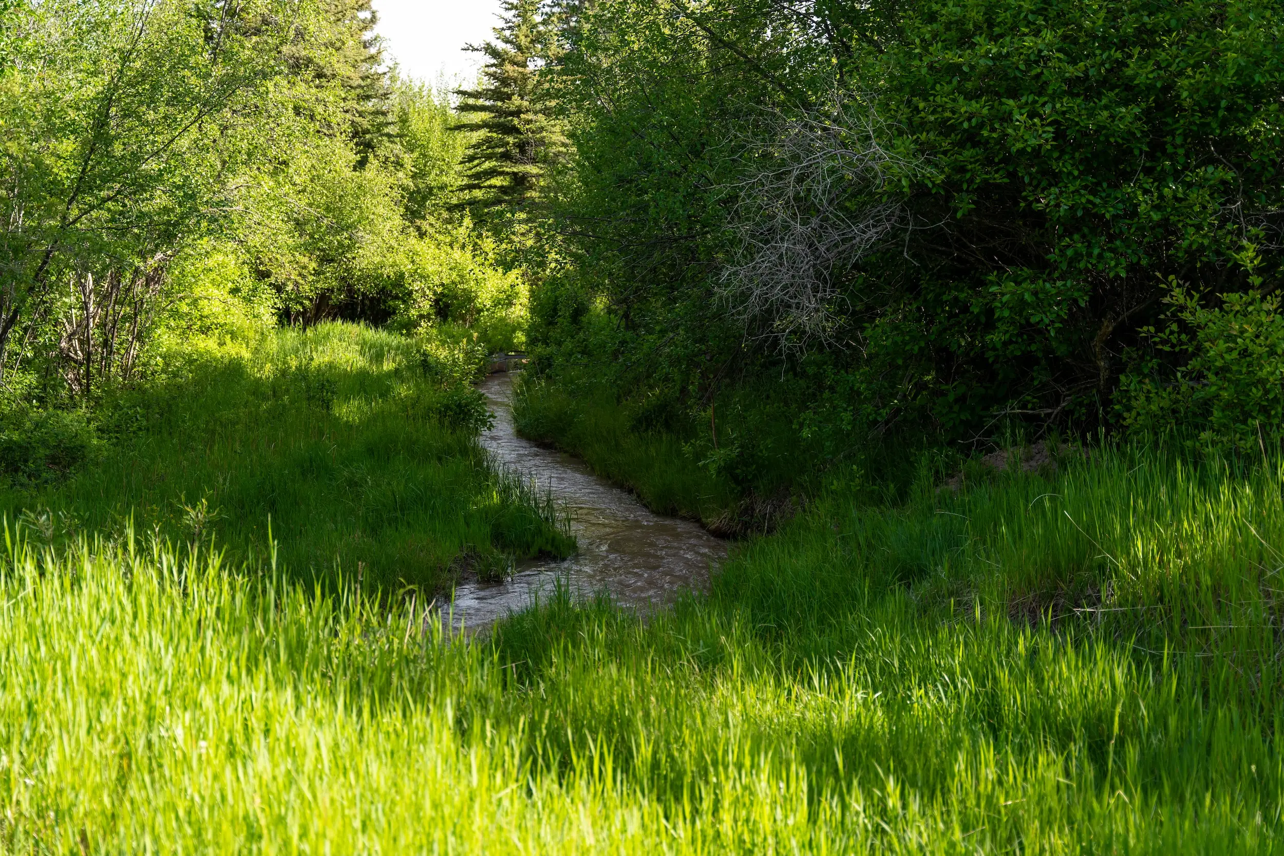 A creek running between long grass and trees.