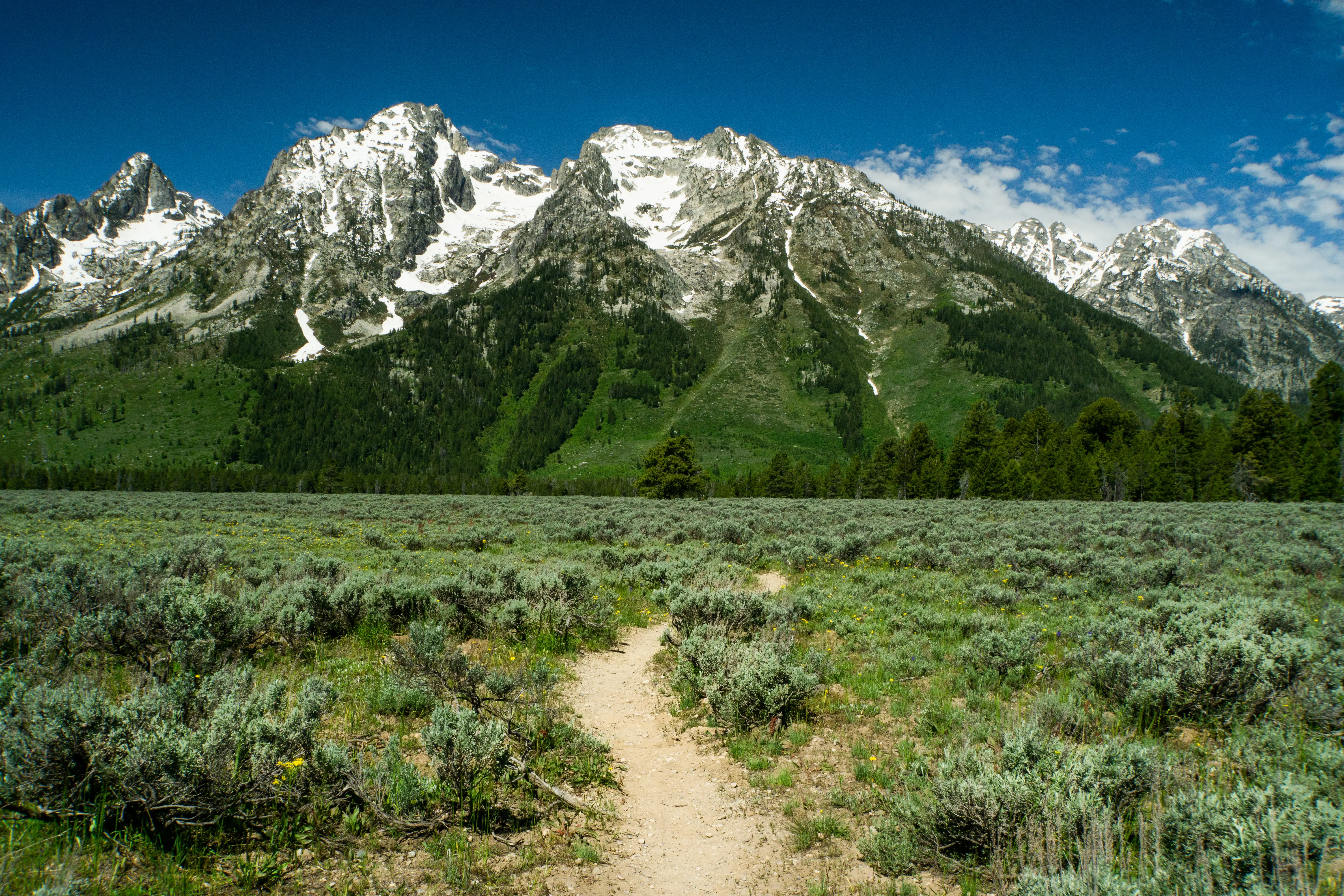 Grand Teton mountains covered in greenery, trees