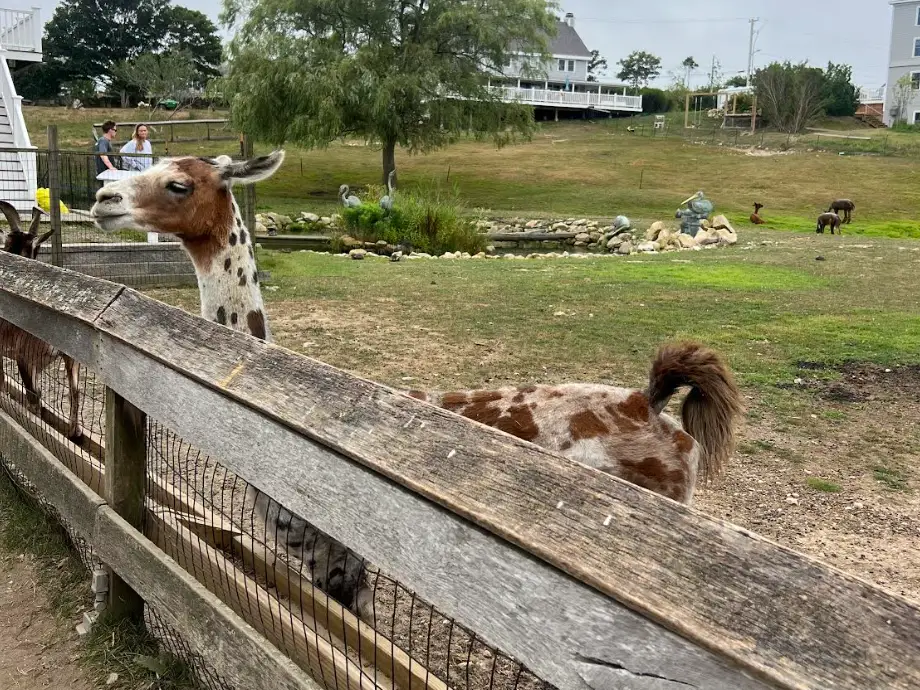 A llamas peering over a fence.