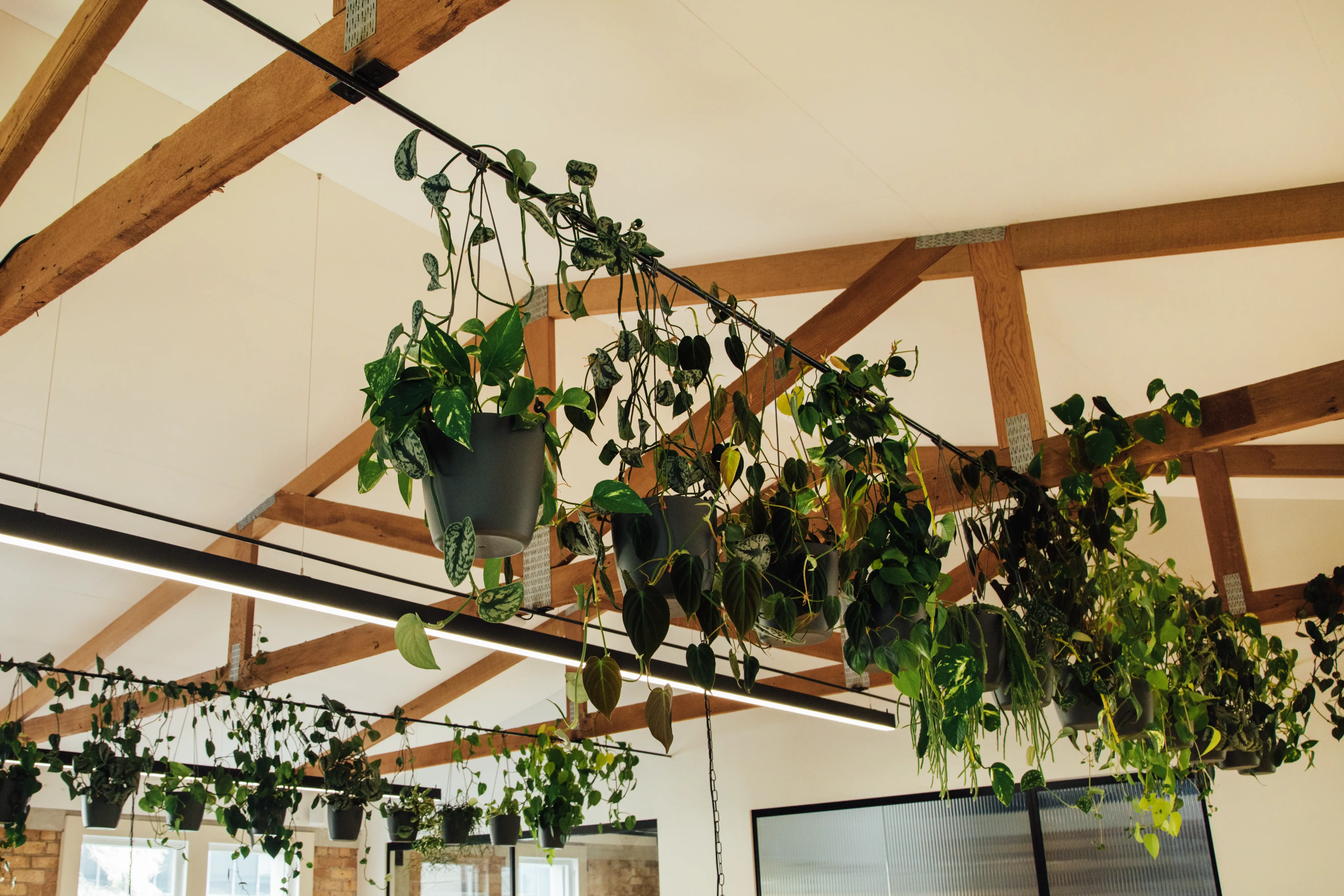 Plants above the work area at Previously Unavailable's office space.