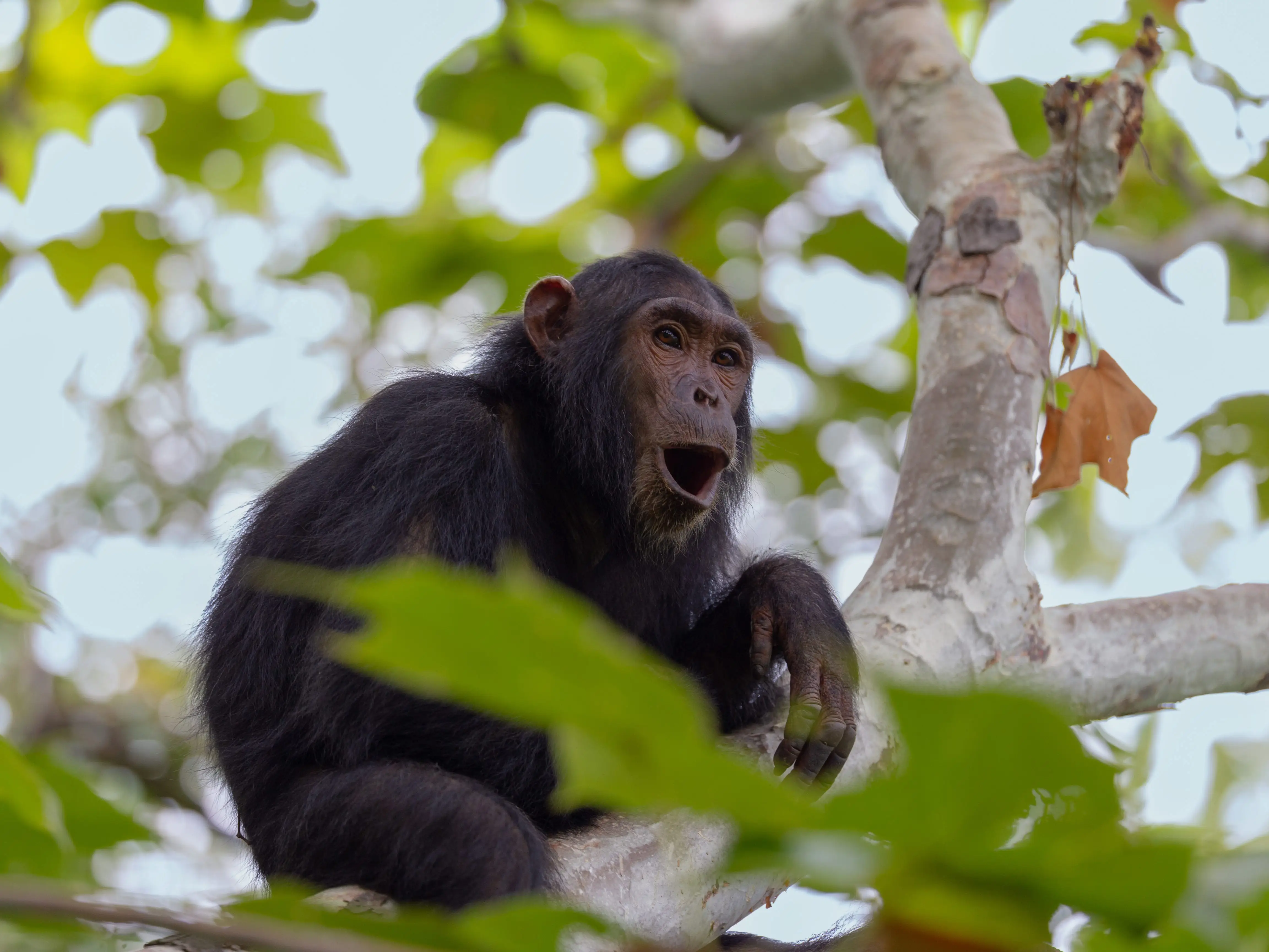 Chimpanzee in a tree.